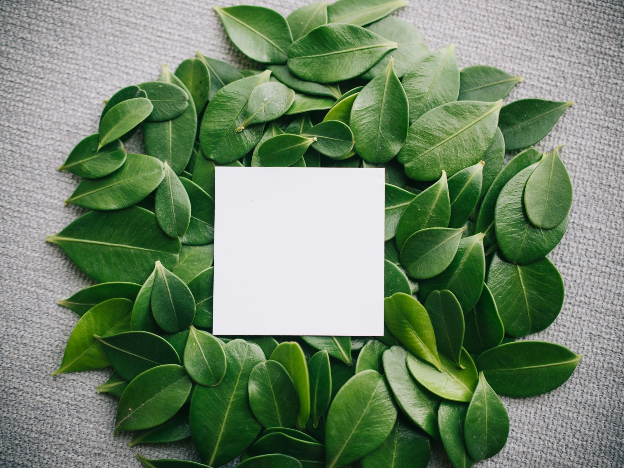 Green leaves and white paper with a clean botanical feel